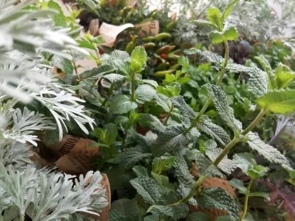 עציצי תבלין עטופים בכוסית בעציץ12 מיקס עשיר